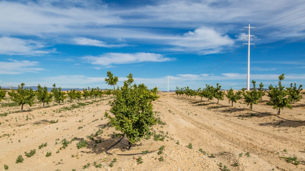 Citrus rows on a ranch an estate planning lawyer in Fillmore helps a family keep together