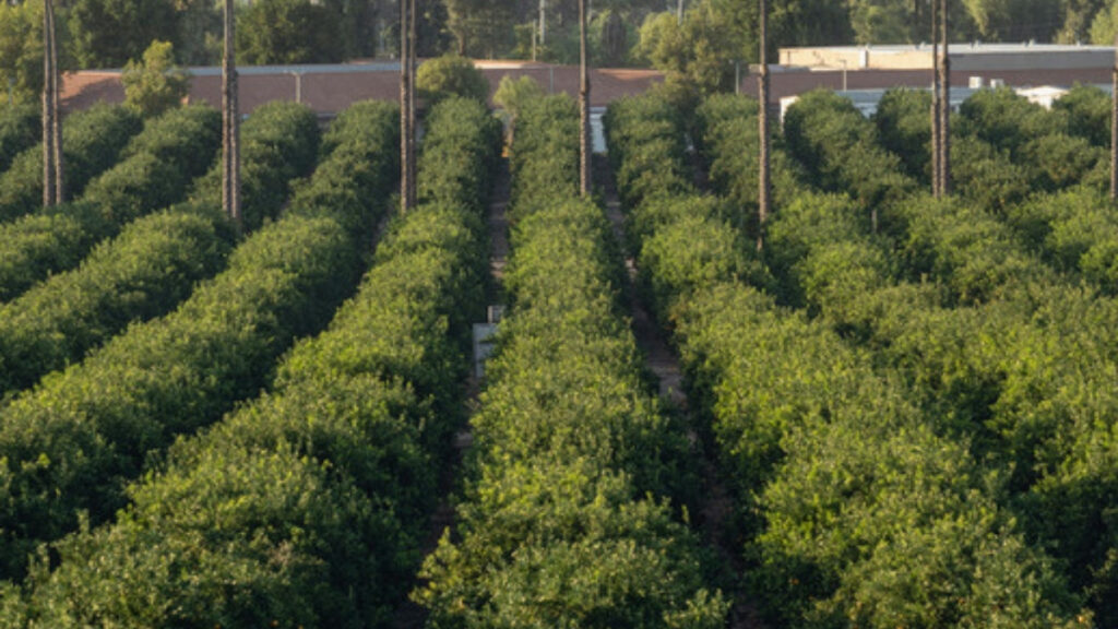 Citrus groves in the rural valleys worked by estate planning attorneys serving Ventura and Los Angeles Counties