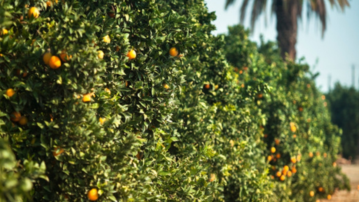 A citrus grove in the valley where an estate planning attorney in Ojai works with local families