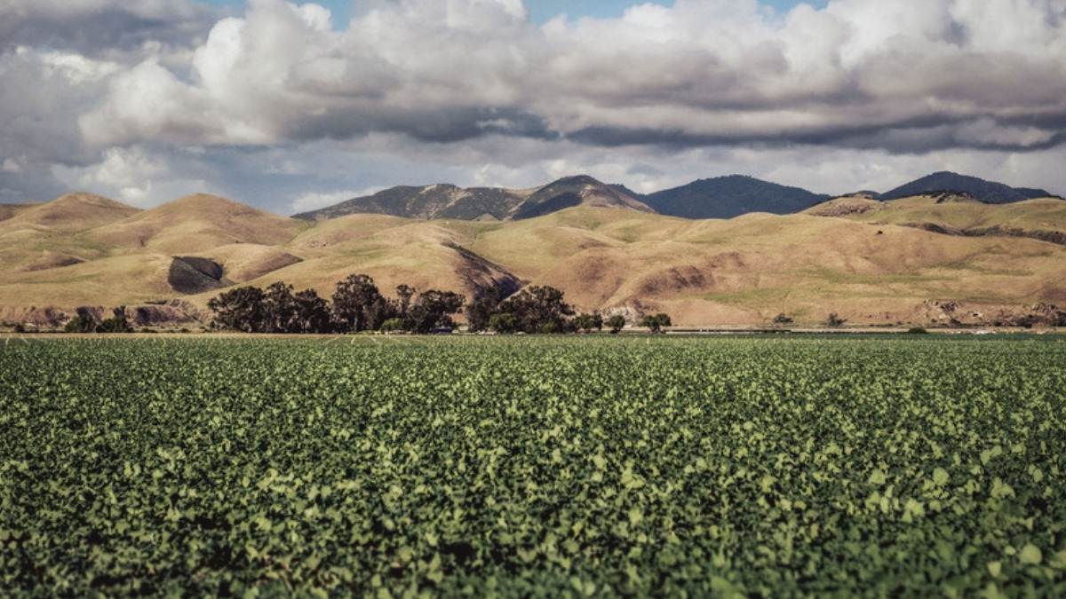 Farmland in the valley where an estate planning lawyer in Santa Paula helps families pass on land